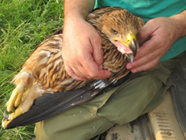 Последњи младунци орлова крсташа у Србији замало угинули